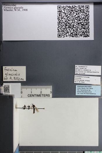 Media type: image;   Entomology 576200